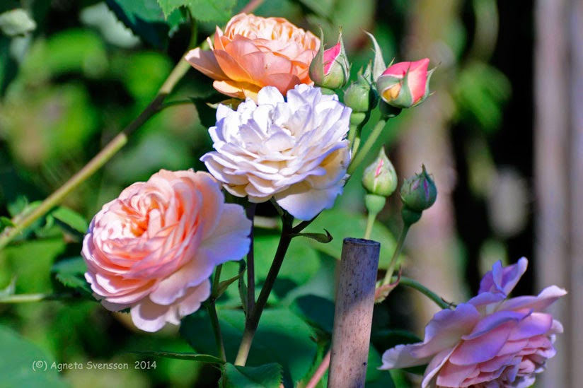 när blommar rosor när blommar rosor